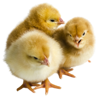 POUSSINS CHAIRS COBB500