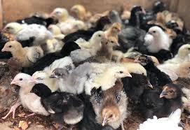 POUSSINS GOLIATH 2 SEMAINE