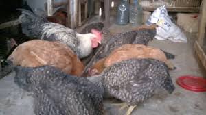 POULE COLORE ADULTES